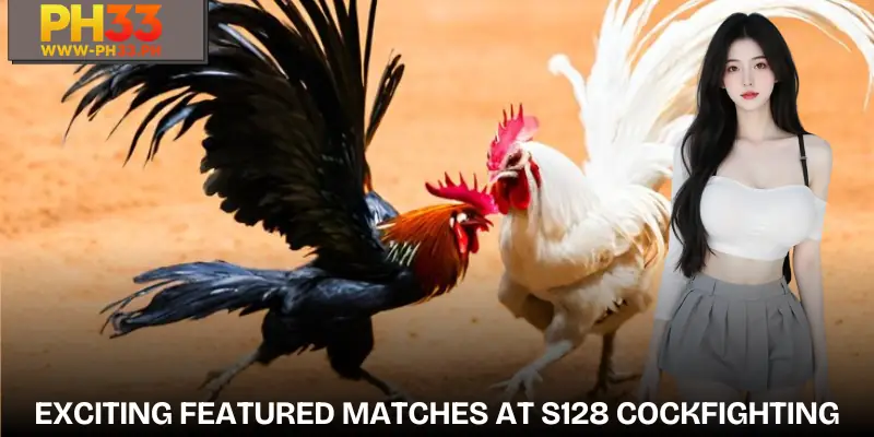 Exciting Featured Matches in S128 Cockfighting